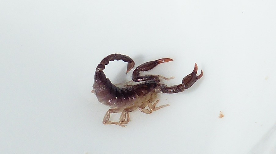 Symbolbild Skorpion Tiere / pixabay Hans