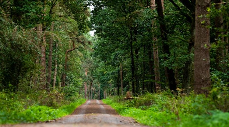 Ein Radweg verläuft durch den Wald. Foto: Moritz Frankenberg/dpa/Symbolbild