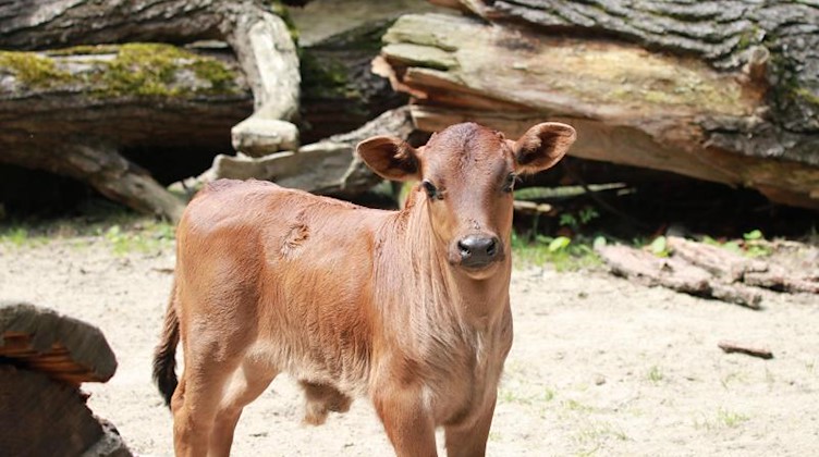 Ein kleiner Zwergzebu-Bulle, der im Tierpark Chemnitz zur Welt gekommen ist. Foto: Jan Klösters/Tierpark Chemnitz /dpa