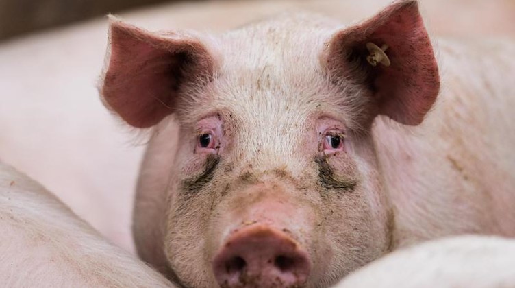 Ein Mastschwein steht in Bodenheim in seinem Stall. Foto: picture alliance / Andreas Arnold/dpa/Symbolbild