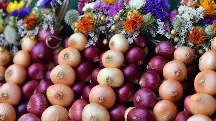 Die beliebten Zwiebelzöpfe sind an einem Marktstand des Zwiebelmarkts zu sehen. Foto: Martin Schutt/dpa-Zentralbild/dpa/Archivbild