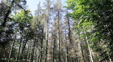 Absterbende Sitkafichten stehen in einem Wald, an den Seiten wachsen grüne Buchen. Foto: Bernd Wüstneck/dpa-Zentralbild/dpa/Symbolbild