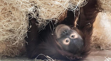 Ein Orang-Utan liegt im Zoo in seinem Gehege. Foto: Sebastian Kahnert/dpa-Zentralbild/dpa/Archivbild