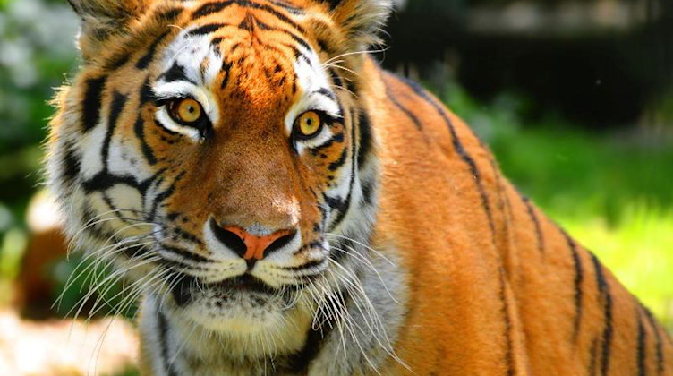Tiger-Dame Irina musste im Zoo Hoyerswerda wegen Nierenversagens eingeschläfert werden. Foto: -/Zoo Hoyerswerda/dpa