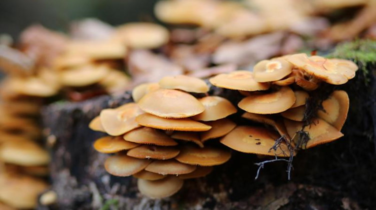 Pilze wachsen an einem Baumstamm. Foto: Matthias Bein/dpa-Zentralbild/dpa
