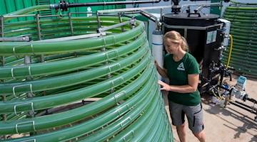 Ute Nebelung von der Agrargenossenschaft Agraset in Erlau blickt in einen Photobioreaktor zur Mikroalgenkultivierung. Foto: Hendrik Schmidt/dpa-Zentralbild/dpa