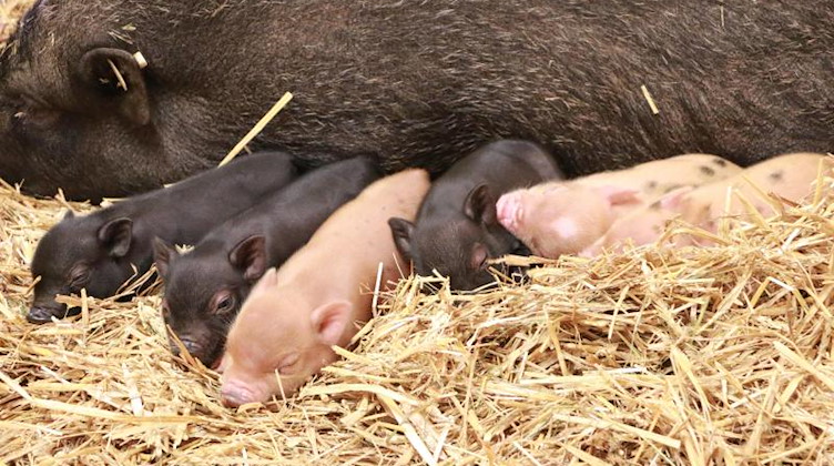 Sechs Ferkel hat Minischwein-Mama «Bärbel» im Tierpark Chemnitz bekommen. «Bärbel» ist zum ersten Mal Mutter geworden. (zu dpa: »Nachwuchs bei Minischweinen und Rebhühnern im Tierpark Chemnitz»). Foto: Jan Klösters/Stadt Chemnitz/dpa