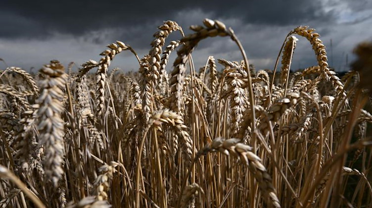 Weizen reift auf einem Getreidefeld, über das Regenwolken ziehen. Foto: Arne Dedert/dpa