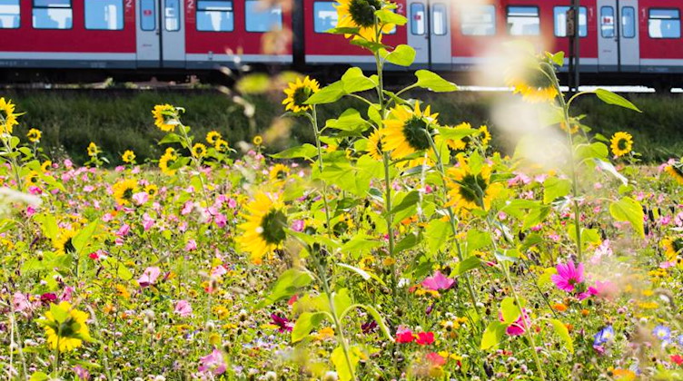 Eine S-Bahn fährt an einem blühenden Feld mit Sonnenblumen vorbei. Foto: Julian Stratenschulte/dpa