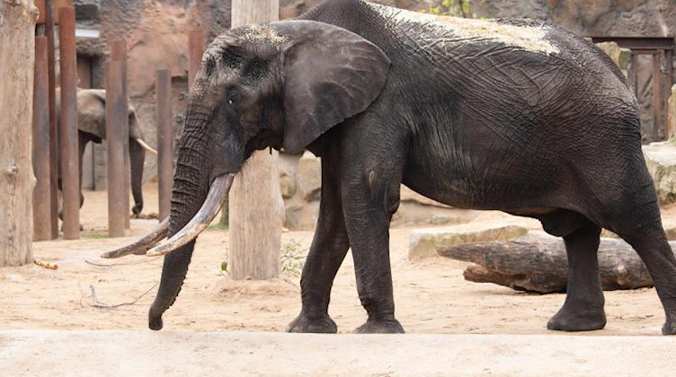 Ein Elefant steht in seinem Gehege im Zoo. Foto: Sebastian Kahnert/dpa-Zentralbild/dpa/Archivbild