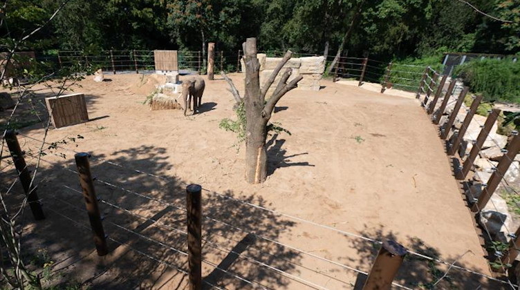 Elefanten stehen in einer neuen Außenanlage im Zoo Dresden. Foto: Sebastian Kahnert/dpa