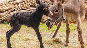 Im Dortmunder Zoo hat Eselin Ella erstmals Nachwuchs zur Welt gebracht. Foto: Zoo Dortmund/dpa