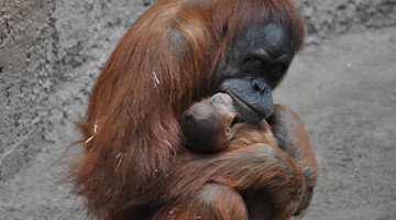Orang-Utan-Mutter Raja hält im Leipziger Zoo ihr neugeborenes Kind in den Armen. Foto: --/Zoo Leipzig/dpa