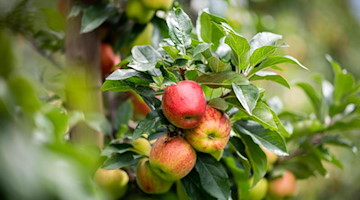 Äpfel hängen an einem Baum. Foto: Daniel Reinhardt/dpa/Symbolbild