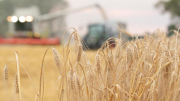 Ein Mähdrescher erntet Getreide auf einem Feld. Foto: Friso Gentsch/dpa/Symbolbild
