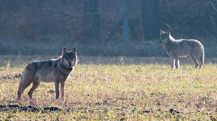 Zwei Wölfe stehen auf einem Feld. Foto: Konstantin Knorr/dpa/Symbolbild