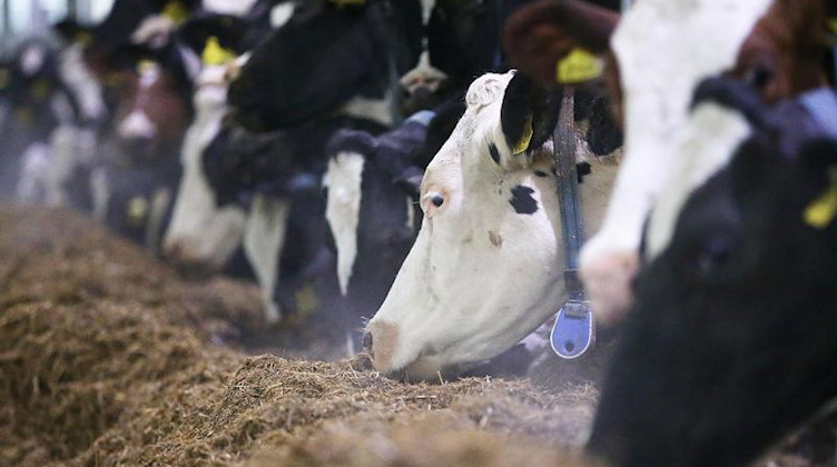Kühe fressen im Stall. Foto: Oliver Berg/dpa/Symbolbild