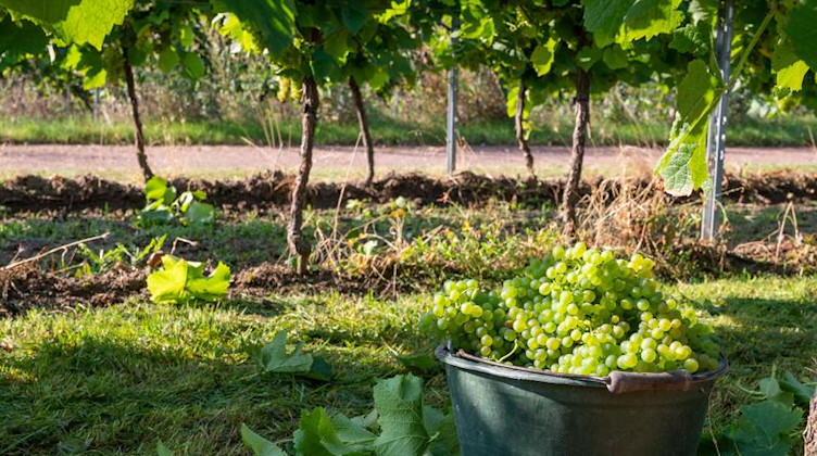 In einem Weinberg steht ein Eimer mit gerade abgeschnittenen Trauben. Foto: Peter Zschunke/dpa-Zentralbild/dpa/Symbolbild