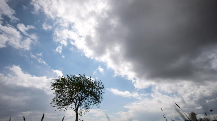 Dunkle Wolken ziehen am Himmel über einen Baum hinweg. Foto: Sina Schuldt/dpa/Symbolbild