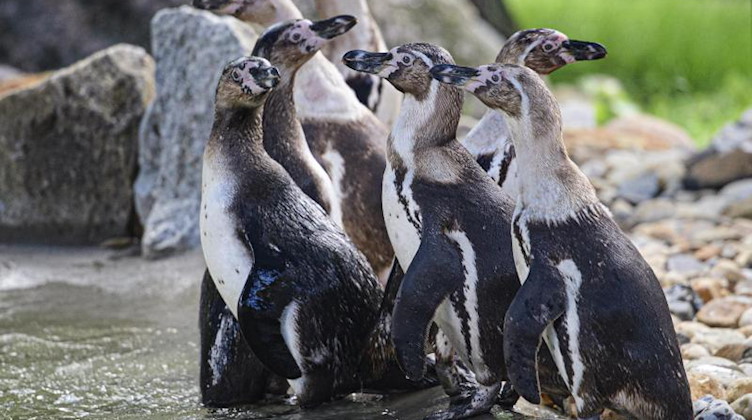 Humboldt-Pinguine begutachten die neugestaltete Anlage im Zoo Hoyerswerda. Foto: Robert Michael/dpa-Zentralbild/dpa/Archiv