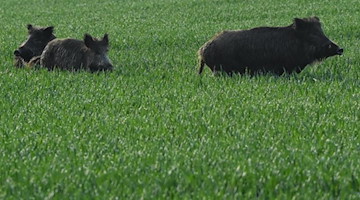 Drei Wildschweine stehen am frühen Morgen in einem grünen Getreidefeld. Foto: Patrick Pleul/dpa-Zentralbild/dpa/Symbolbild