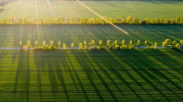 Bäume werfen in der Morgensonne lange Schatten auf ein Feld. Foto: Jan Woitas/dpa-Zentralbild/dpa/Symbolbild