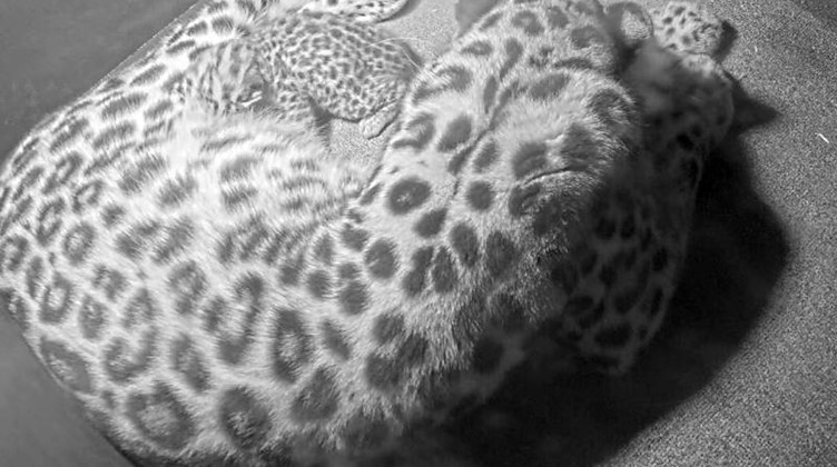 Auf einer Videokamera-Aufnahme des Zoos Leipzig ist Leopardin Mia mit ihrem Nachwuchs zu sehen. Foto: Zoo Leipzig/dpa