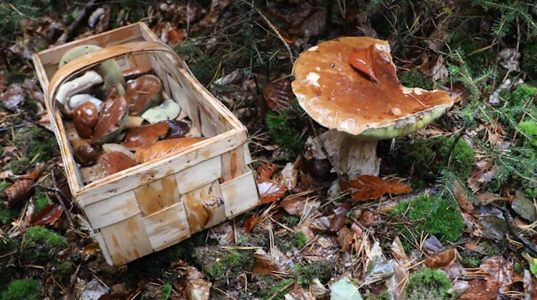 Ein Korb mit Pilzen steht auf dem Waldboden. Foto: Bodo Schackow/zb/dpa/Symbolbild