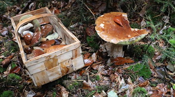 Ein Korb mit Pilzen steht auf dem Waldboden. Foto: Bodo Schackow/zb/dpa/Symbolbild