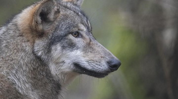 Ein Wolf schaut in die Ferne. Foto: Boris Roessler/dpa/Archivbild