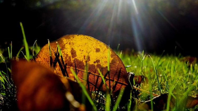 Ein herbstlich gefärbtes Blatt eines Walnussbaumes liegt auf einem Rasen. Foto: Stefan Jaitner/dpa/Archivbild