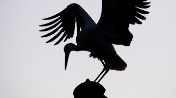 Ein Storch landet auf einem Hausdach. Foto: Julian Stratenschulte/dpa/Symbolbild