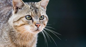 Eine Wildkatze (Felis silvestris) steht in einem Wildkatzengehege. Foto: Julian Stratenschulte/dpa/Symbolbild