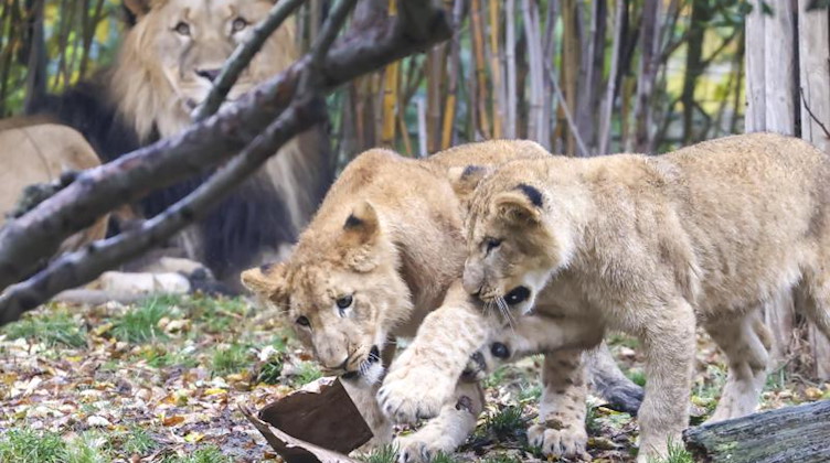 Der Löwennachwuchs im Zoo Leipzig ist als Viererbande um Kossi, Jasira, Youma und Kiyan unterwegs. Foto: Jan Woitas/dpa-Zentralbild/dpa/Archivbild