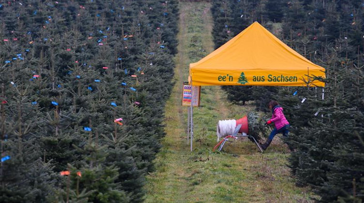 Eine Mitarbeiterin eines Weihnachtsbaumhandels auf einer Plantage mit Nordmanntannen. Foto: Robert Michael/dpa-Zentralbild/dpa