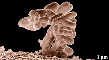 Vier Punkte, wie Ungeimpfte der Gesellschaft wenigsten etwas helfen können