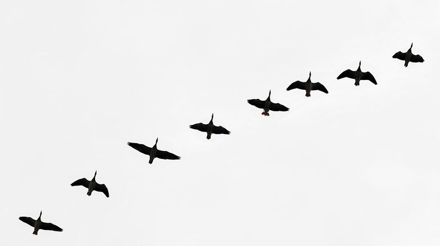 ILLUSTRATION - Wildgänse fliegen am trüben Himmel über der Lausitz. / Foto: Patrick Pleul/dpa-Zentralbild/dpa/Symbolbild