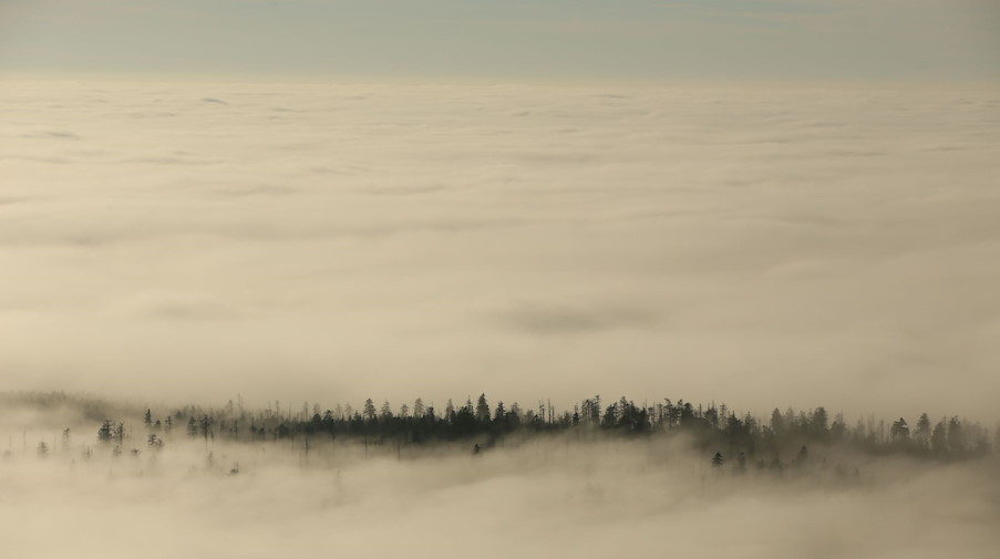 Wald ragt aus einer Nebelschicht heraus. / Foto: Matthias Bein/dpa-Zentralbild/dpa/Bildarchiv