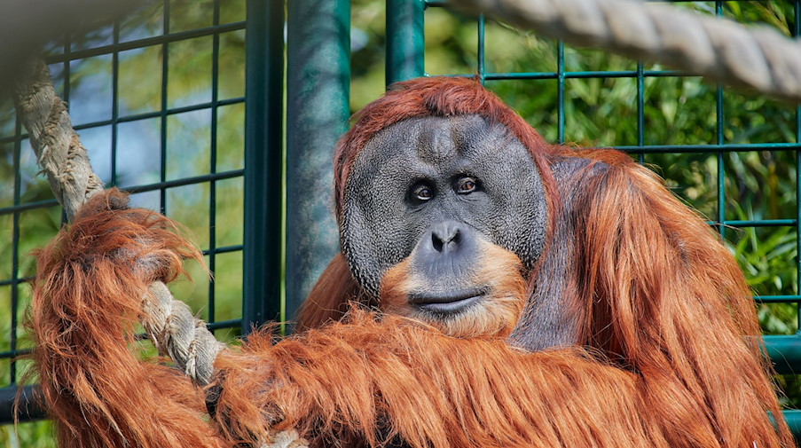 Orang-Utan Toni sitzt in seinem Gehege. / Foto: Hans Fineart/dpa