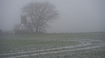 Ein Baum steht im Nebel auf einem Feld. / Foto: Thomas Frey/dpa/Symbolbild