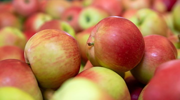 Hunderte Äpfel liegen in einer Obstkiste. / Foto: Daniel Schäfer/dpa-Zentralbild/dpa/Symbolbild