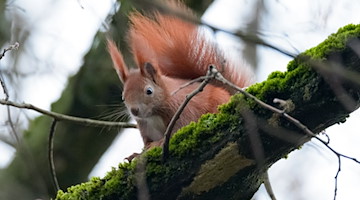 Ein Eichhörnchen sitzt aufmerksam auf einem Ast. / Foto: Jonas Walzberg/dpa/Symbolbild