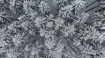 Nadelbäume in einem Wald sind mit Schnee bedeckt. / Foto: Boris Roessler/dpa/Symbolbild