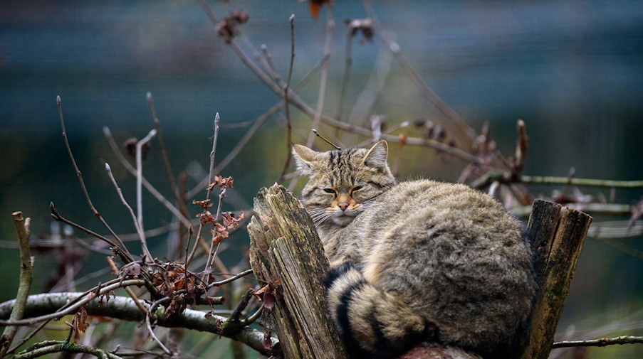 Eine Wildkatze schläft in ihrem Gehege in einem Tierpark. / Foto: Klaus-Dietmar Gabbert/dpa-Zentralbild/dpa/Symbolbild