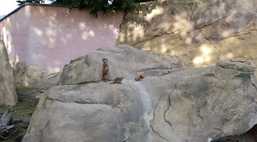 Erdmännchen im Zoo Hoyerswerda