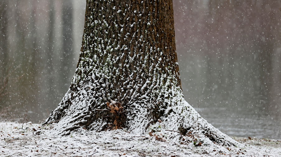 Frisch gefallener Schnee hängt an einem Baum. / Foto: Jan Woitas/dpa-Zentralbild/dpa/Symbolbild