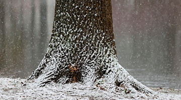 Frisch gefallener Schnee hängt an einem Baum. / Foto: Jan Woitas/dpa-Zentralbild/dpa/Symbolbild