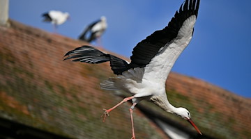 Ein Storch fliegt vor einem Haus. / Foto: Felix Kästle/dpa/Symbolbild
