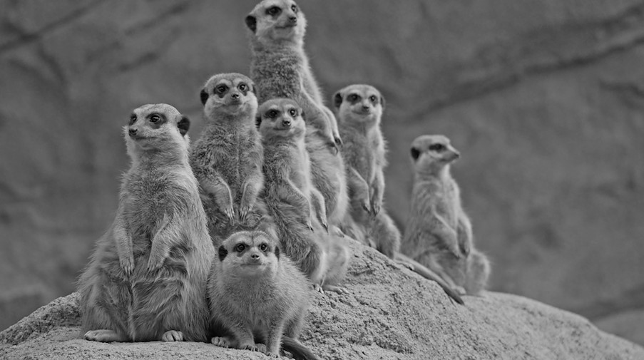 Die siebeköpfige Erdmännchen-Gruppe aus dem Zoo Hoyerswerda. / Foto: -/Zoo Hoyerswerda/Archivbild