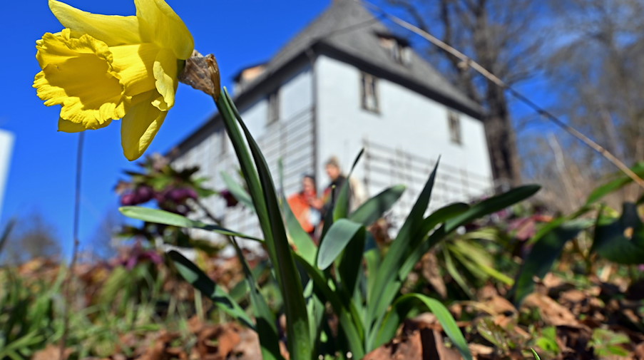 Eine Osterglocke blüht bei Frühlingswetter. / Foto: Martin Schutt/dpa-Zentralbild/dpa/Symbolbild
